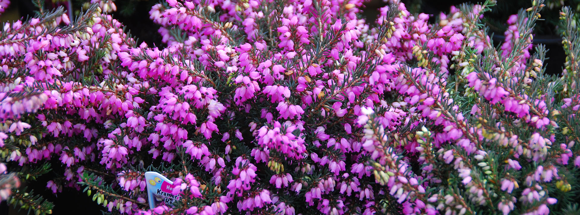 Our Top 10 Plants for Winter Interest