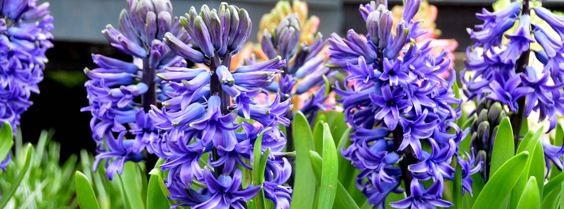 How To Force Bulbs Indoors For the Holidays