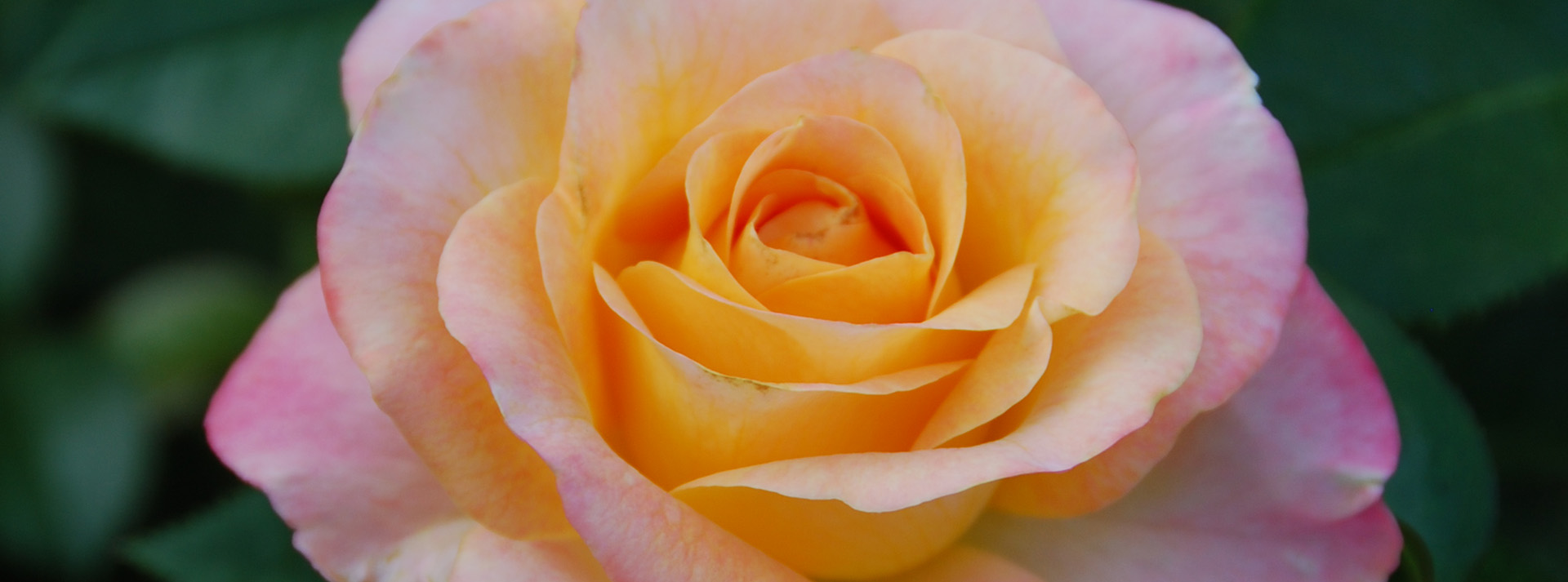 How to Grow Roses In The Pacific Northwest