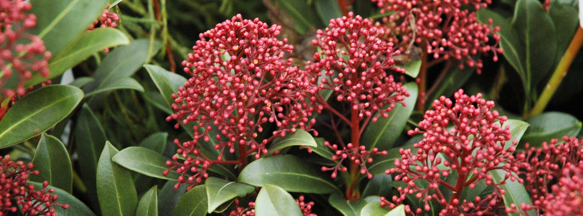 Introduction to Japanese Skimmia