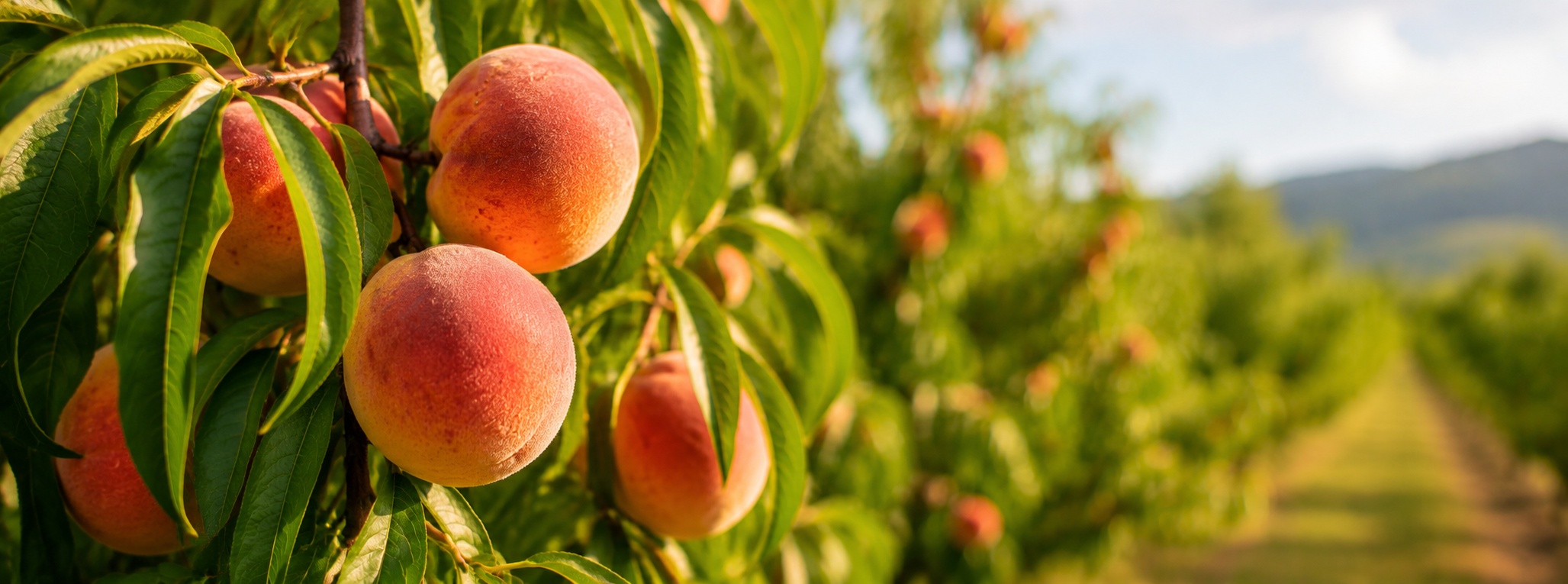 Peach_Banner_1920x713.jpg