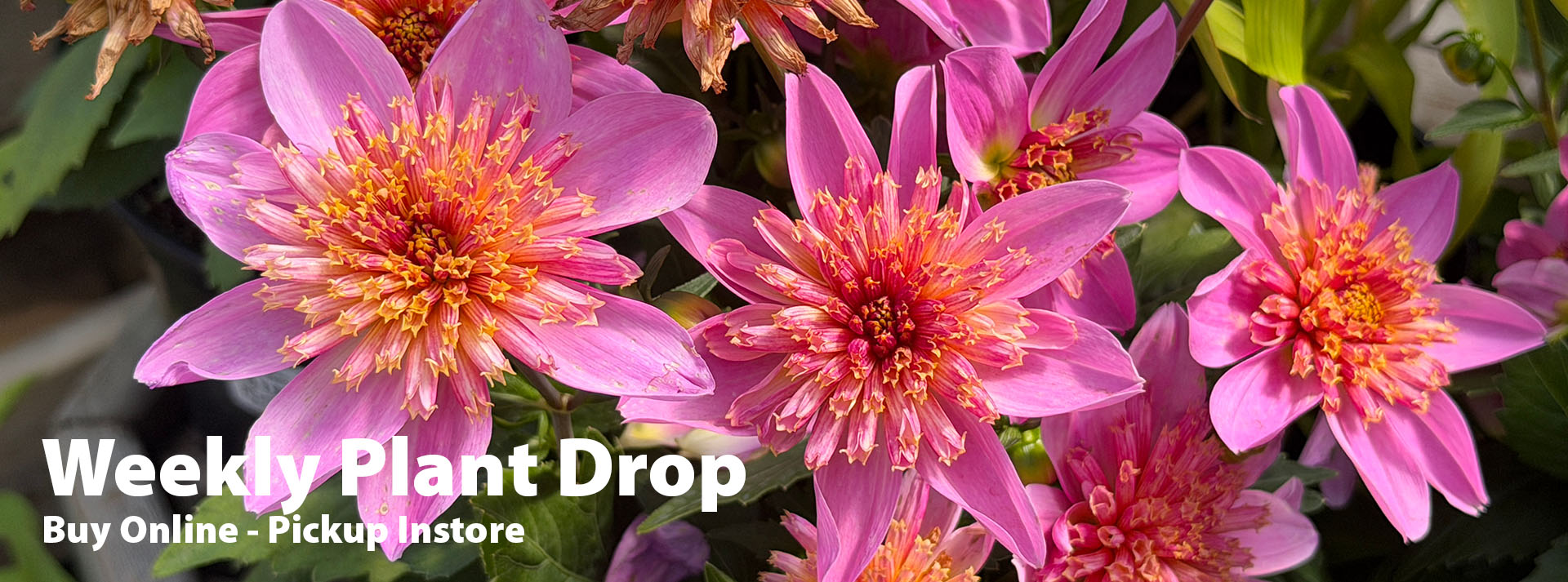 banner_weeklyplantdrop.jpg