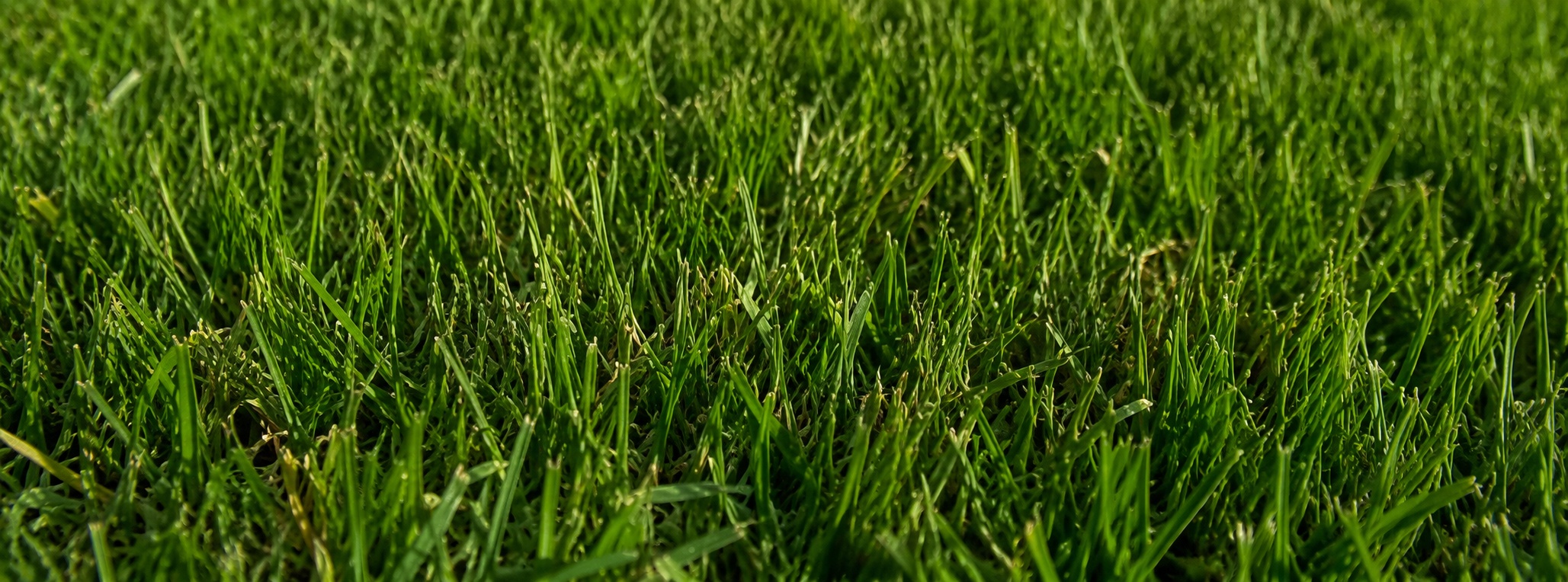 grass_collection_banner.jpg
