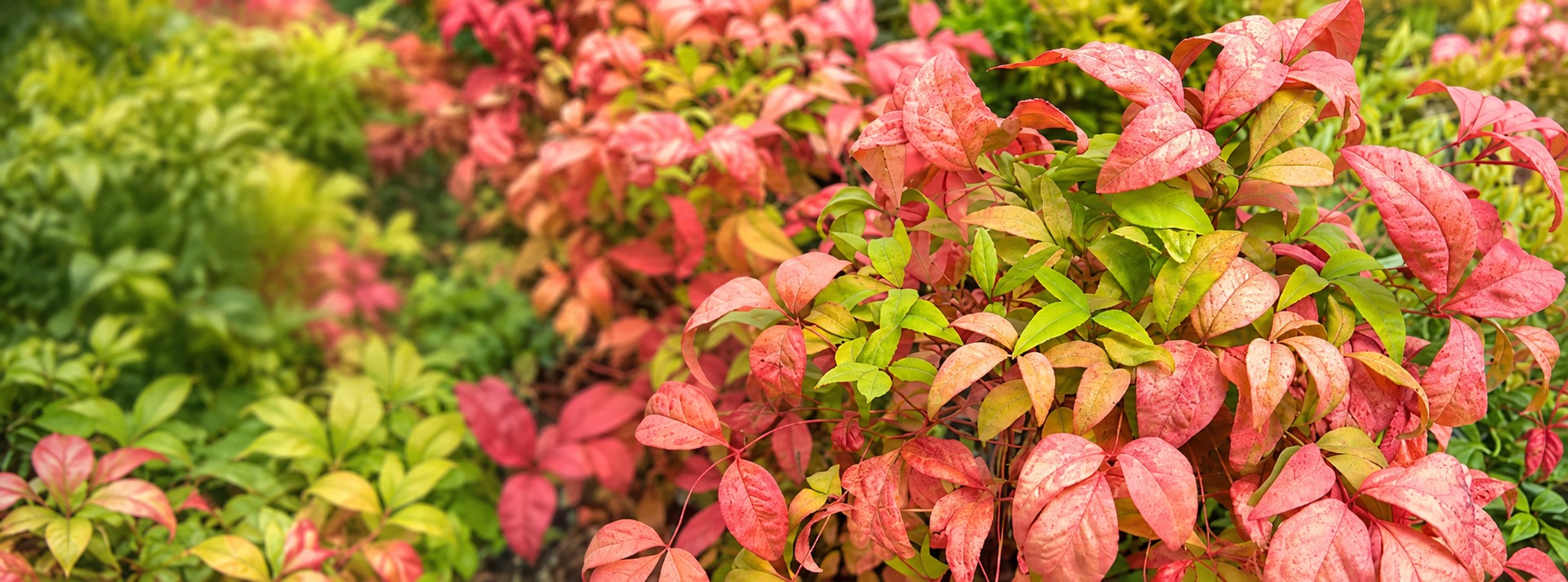 heavenly-bamboo-banner-1920x713.jpg