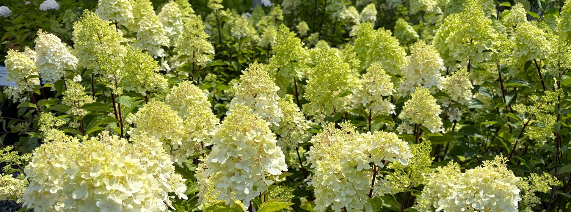 hydrangea_banner_1920x713.jpg