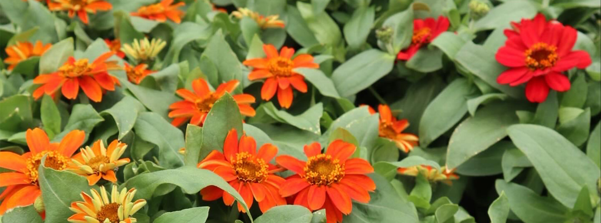 zinnia_2026.jpg