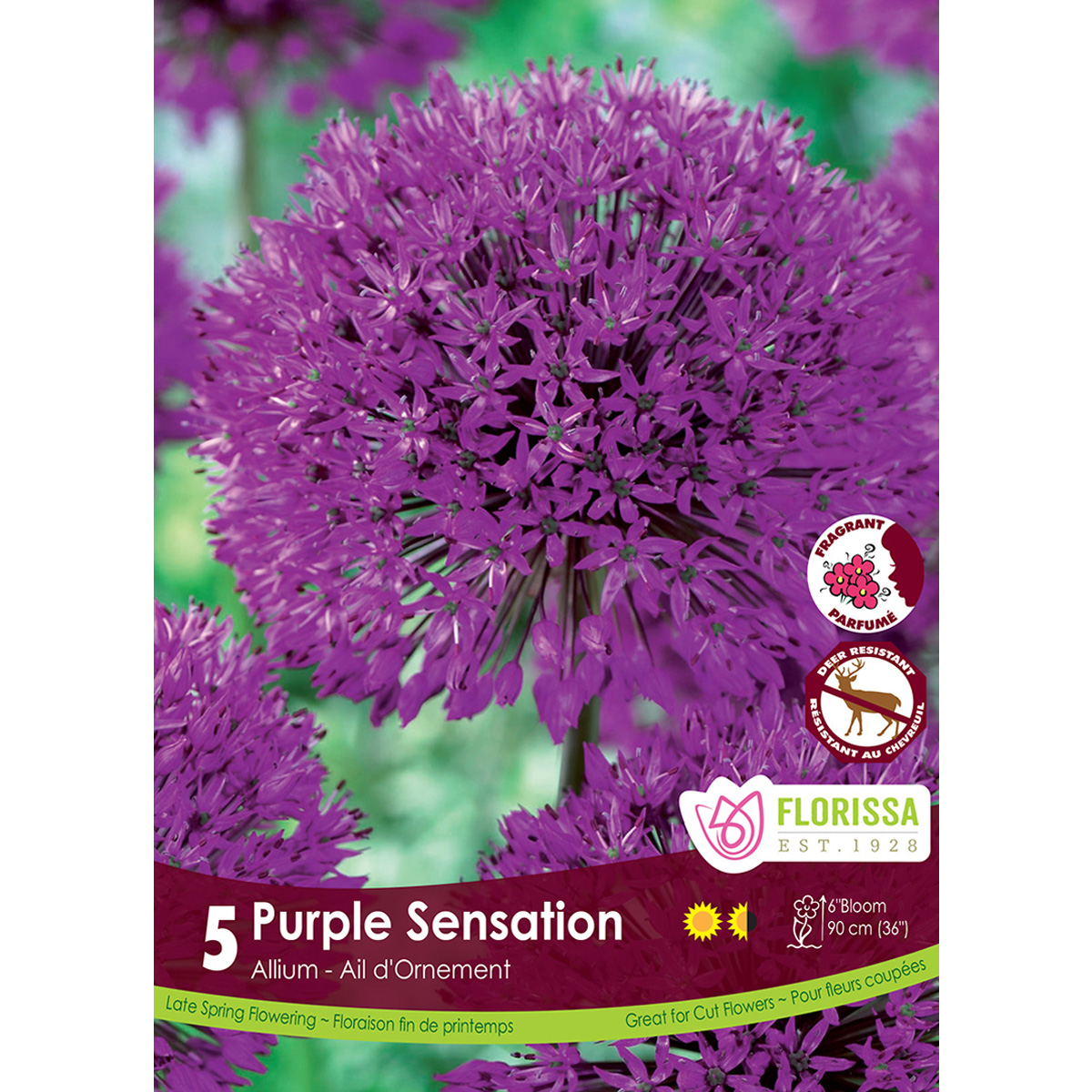Allium-PurpleSensation.jpg