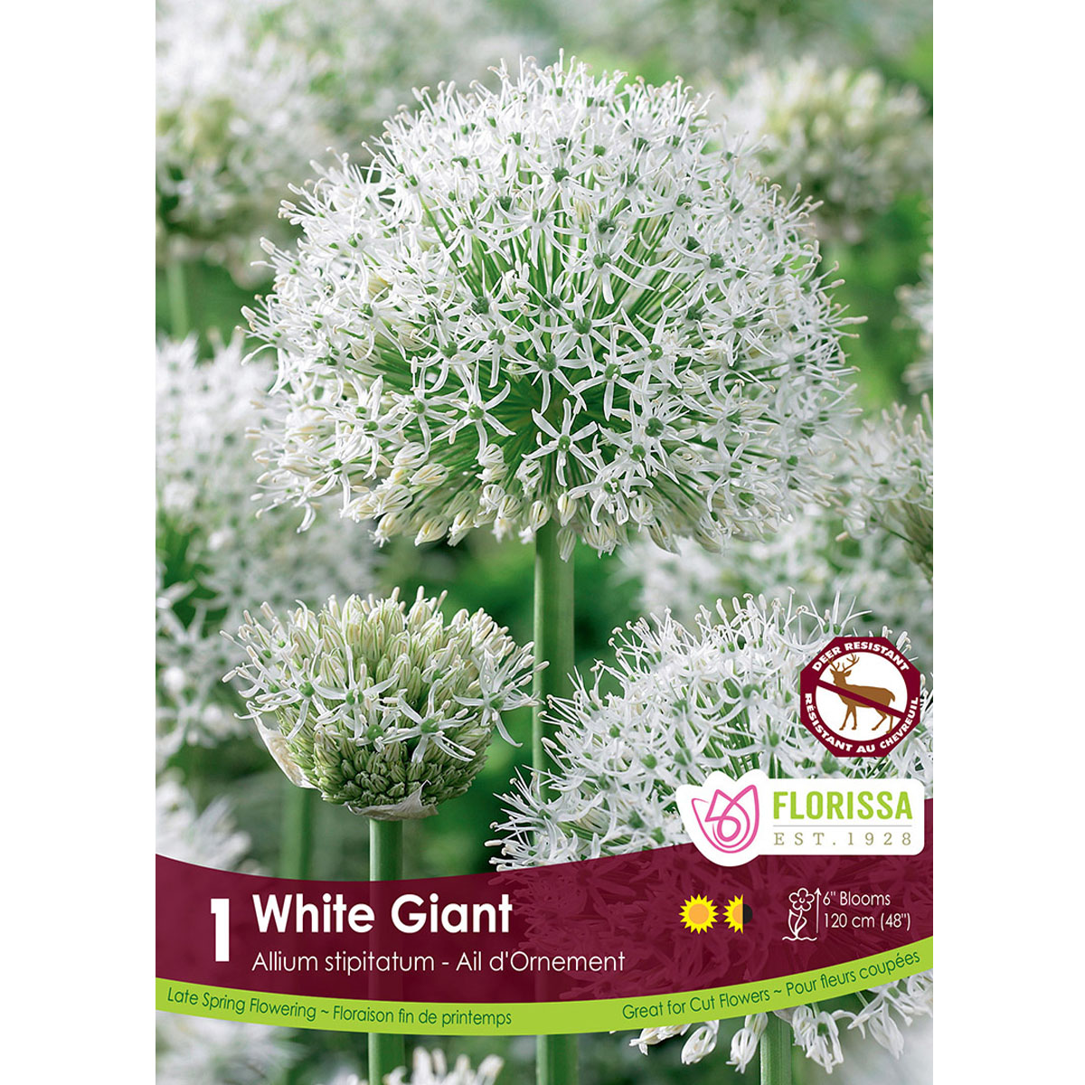Allium-WhiteGiant.jpg