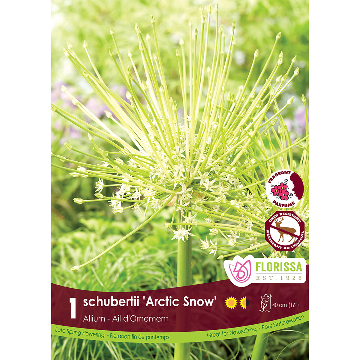 Allium-schubertiiArcticSnow.jpg