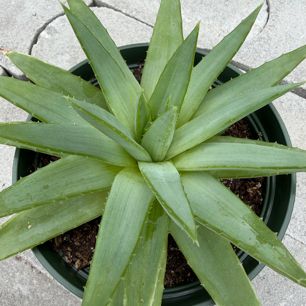 Aloe_podophylla.jpg