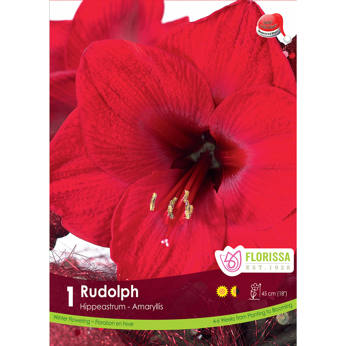 Amaryllis_Rudolph_1200px.jpg