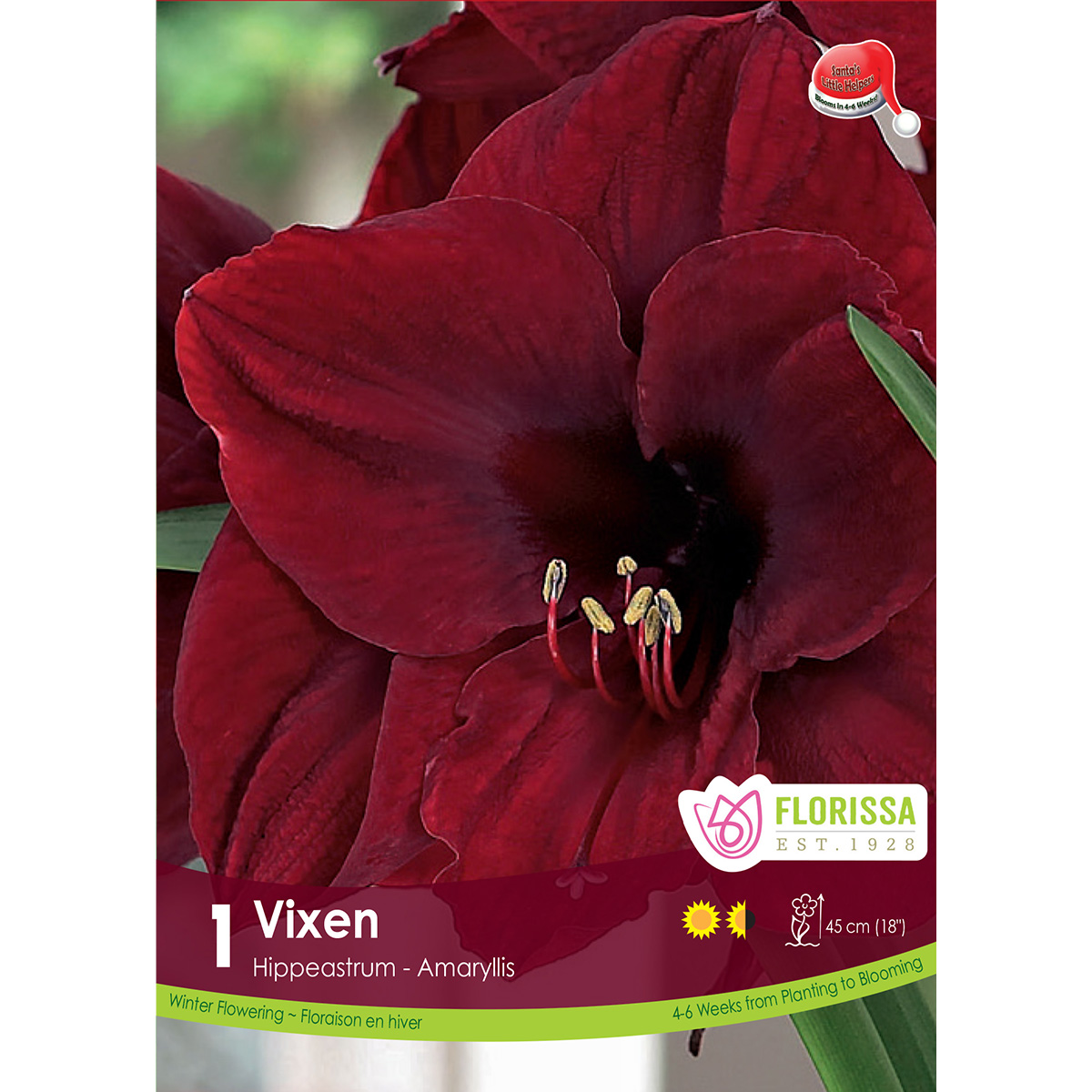 Amaryllis_Vixen_1200px.jpg