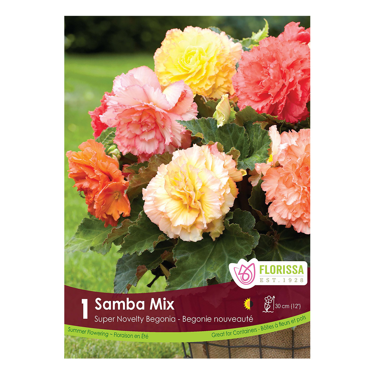 Begonia_SambaMix.jpg