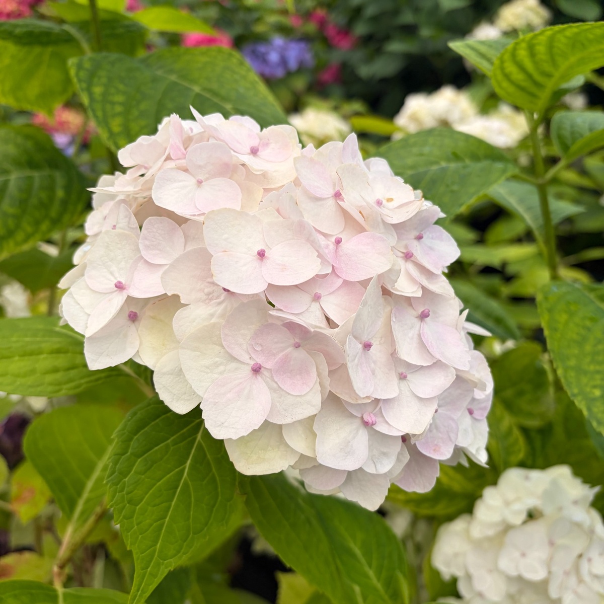Blushing_Bride_Endless_Summer_Hydrangea_1200x1200.jpg