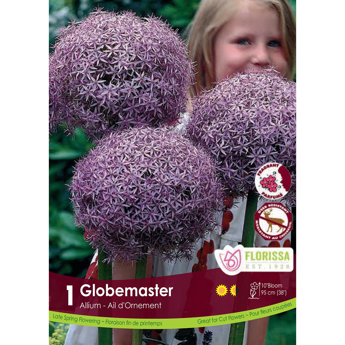 Bulb_Allium_Globemaster.jpg