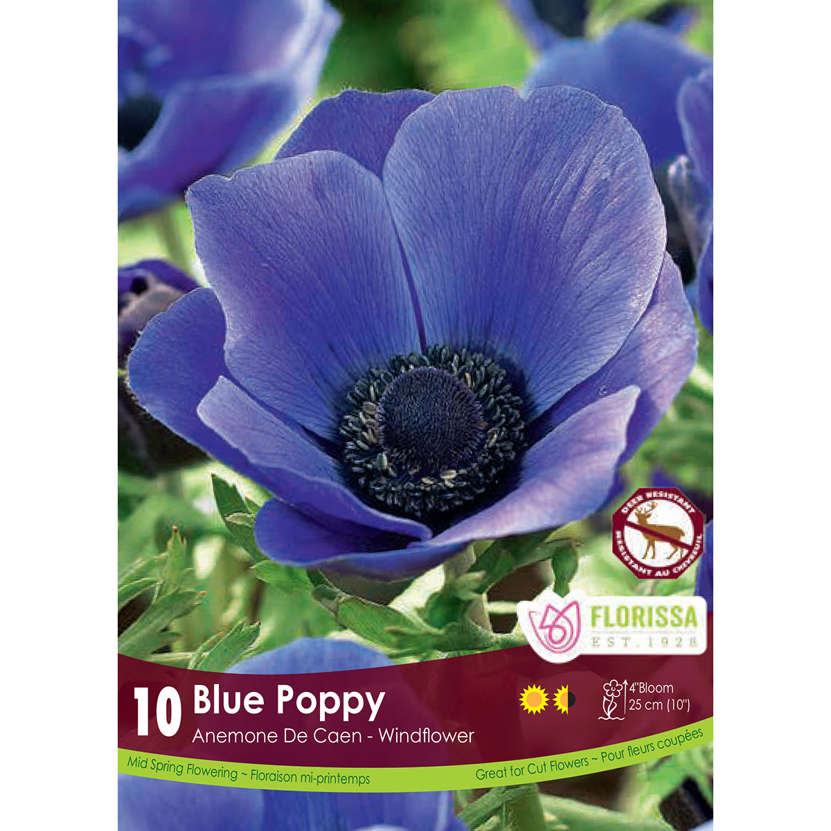 Bulb_Anemone_De_Caen_Blue_Poppy.jpg