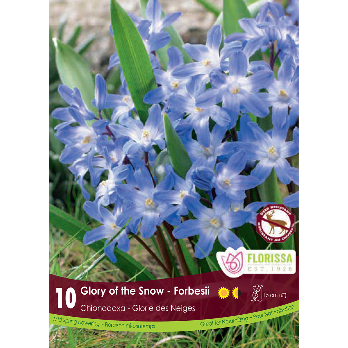 Bulb_Chionodoxa_Forbesii.jpg