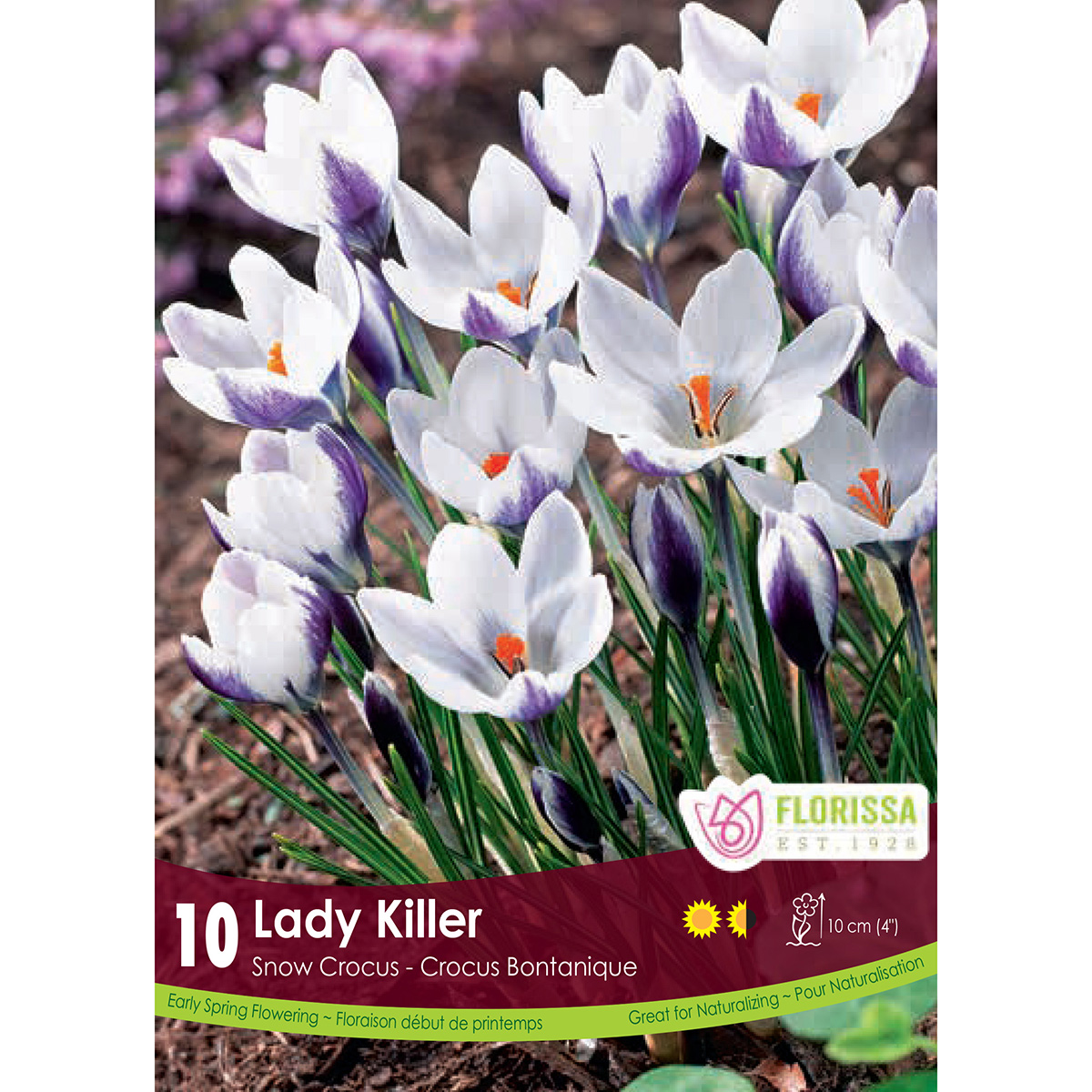 Bulb_Crocus_Lady_Killer.jpg