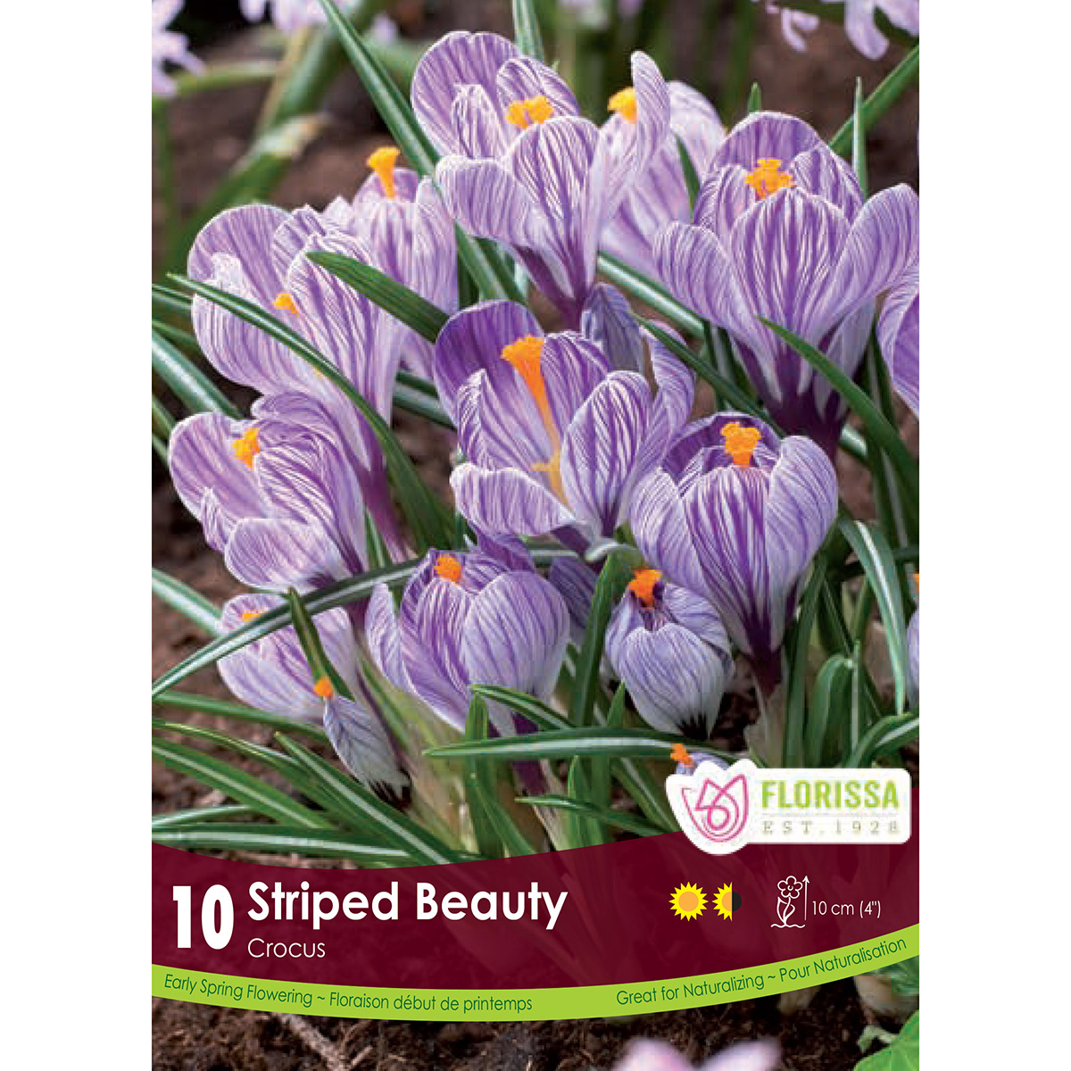Bulb_Crocus_Striped_Beauty.jpg