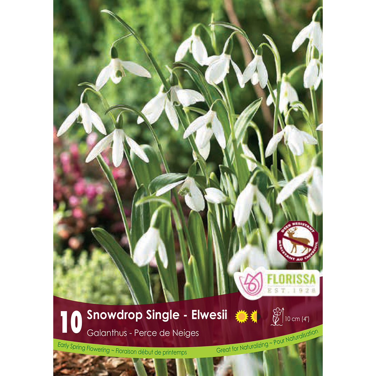Bulb_Galathus_Elwesii.jpg