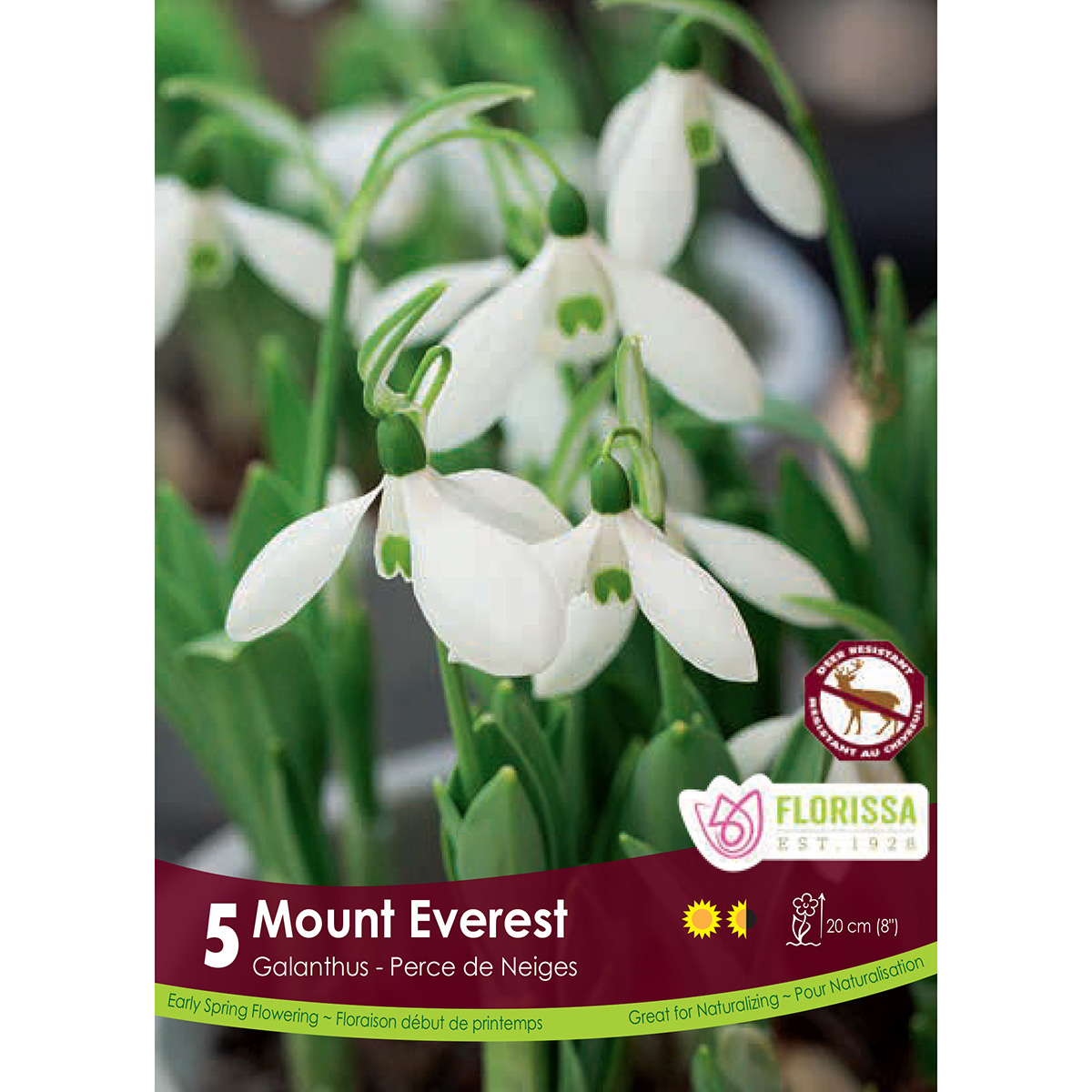 Bulb_Galathus_Mount_Everest.jpg