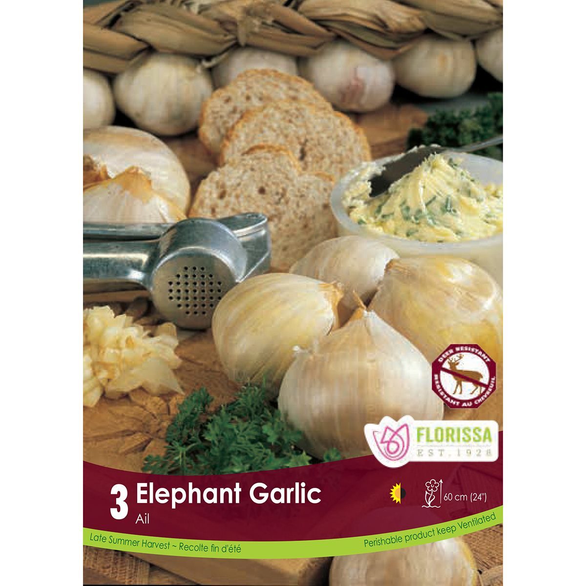 Bulb_Garlic_Elephant.jpg