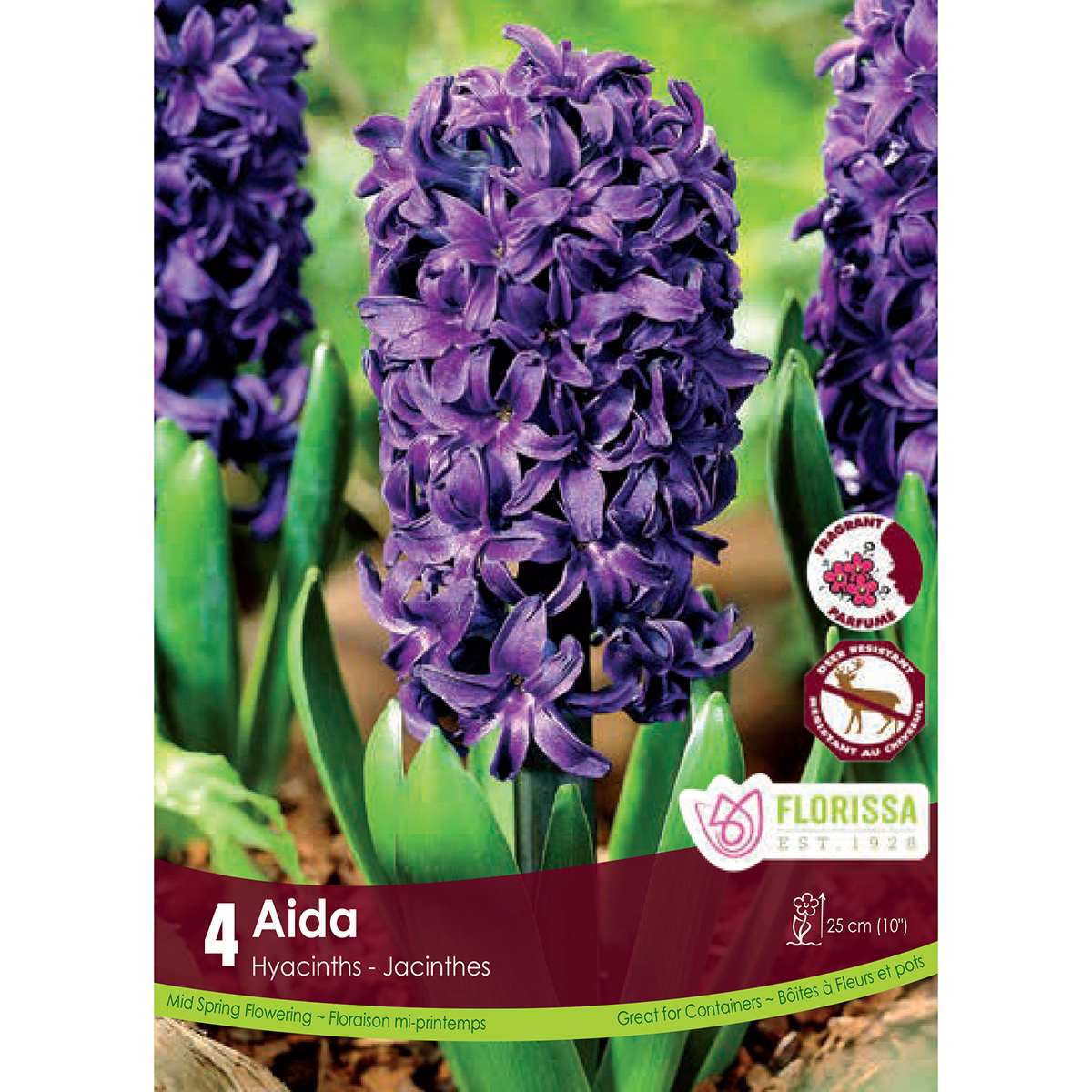 Bulb_Hyacinth_Aida.jpg