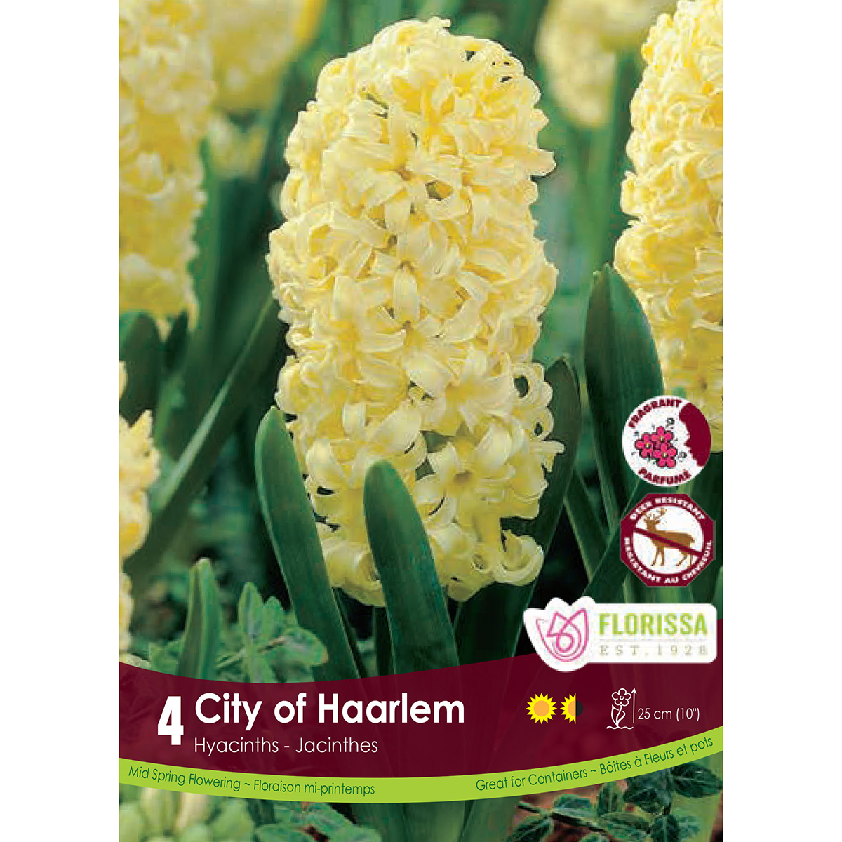 Bulb_Hyacinth_City_of_Haarlem.jpg