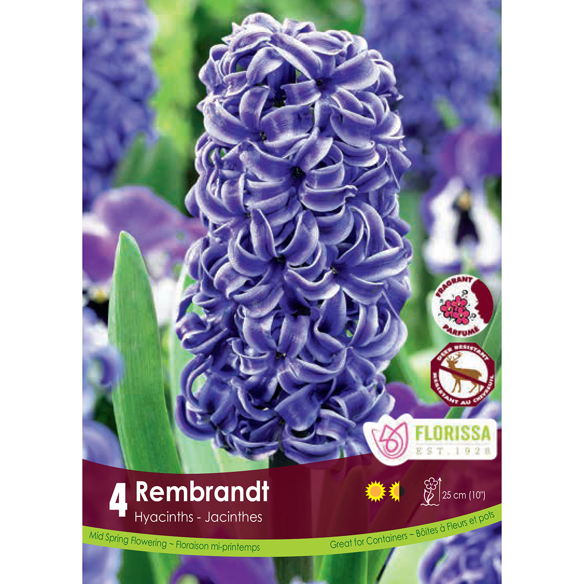 Bulb_Hyacinth_Rembrandt.jpg