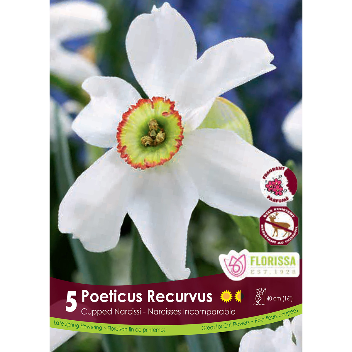 Bulb_Narcissus_Poeticus_Recurvus.jpg