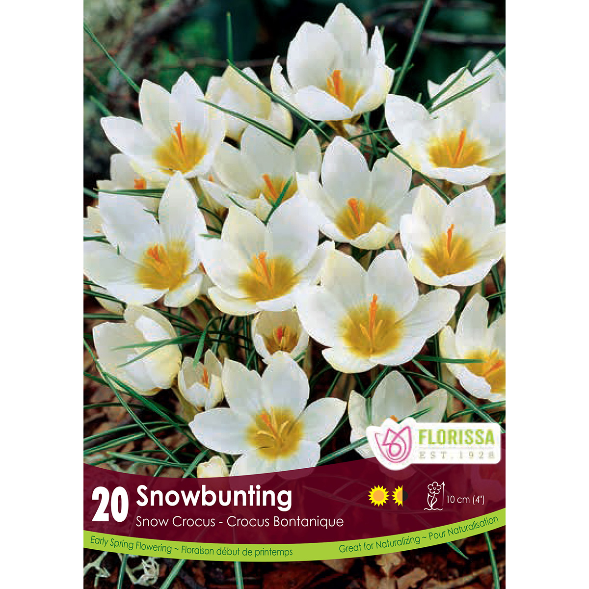 Bulb_Snowcrocus_Snow_Bunting.jpg