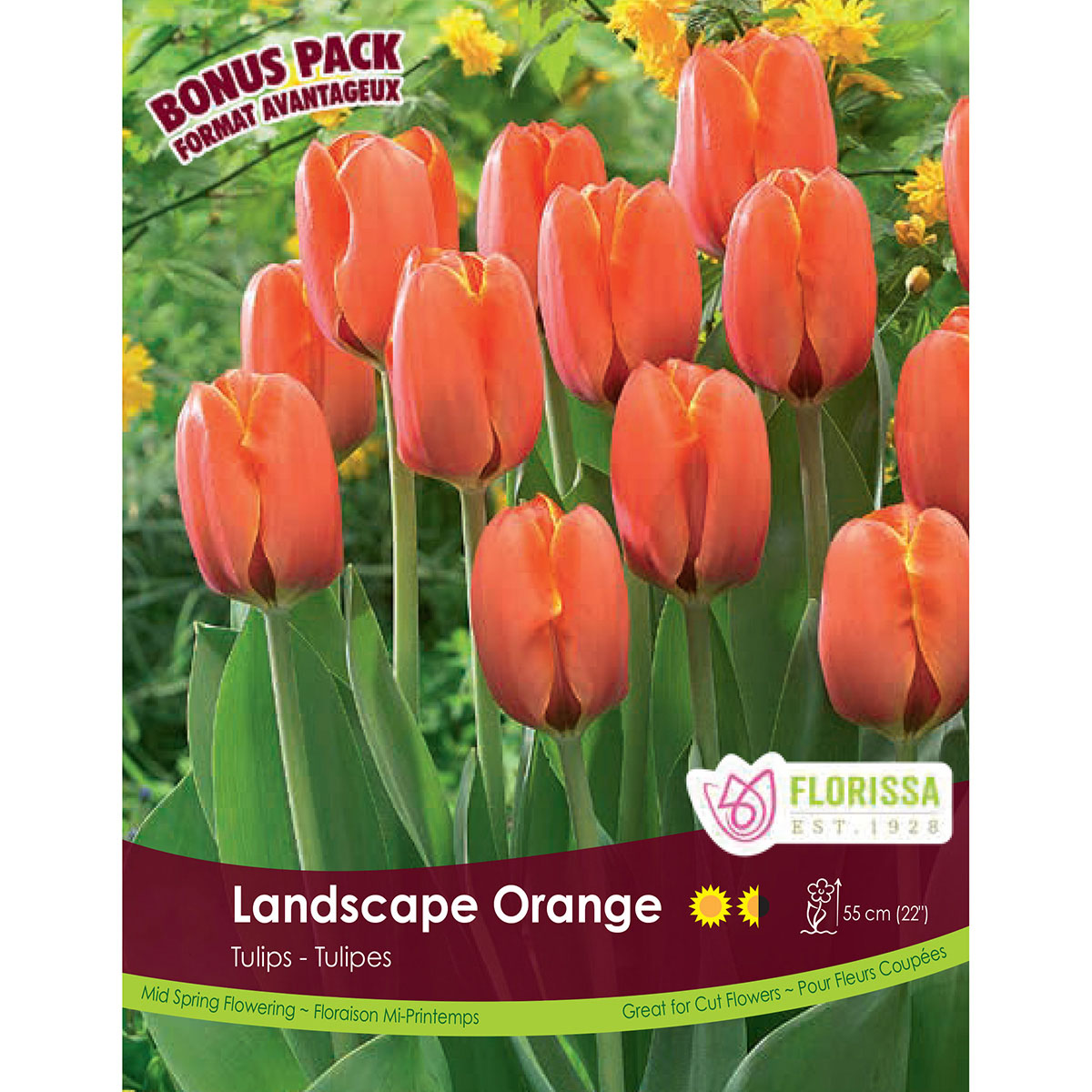 Bulb_Tulip_Landscape_Orange.jpg