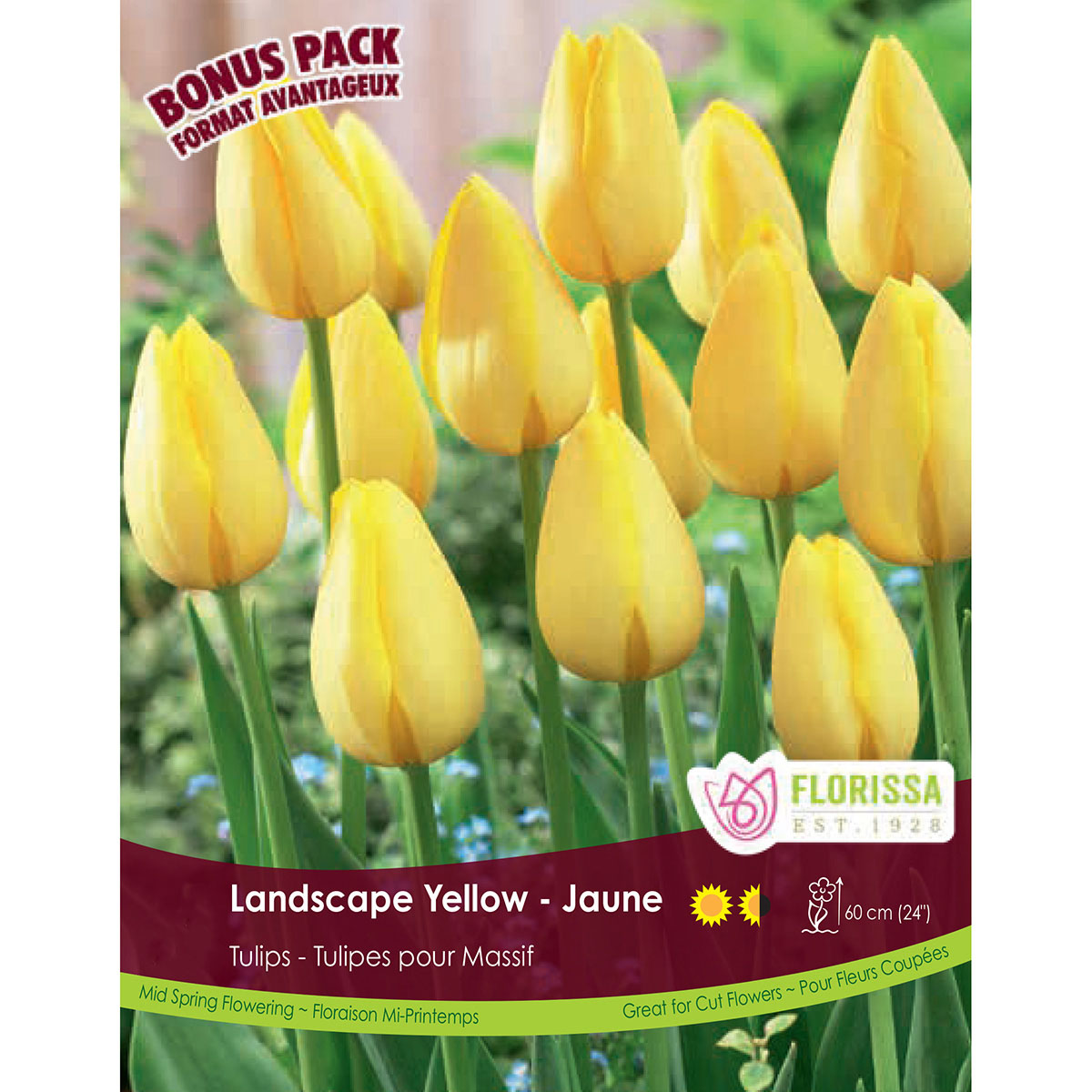 Bulb_Tulip_Landscape_Yellow.jpg