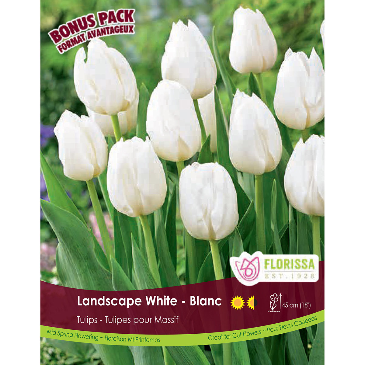 Bulb_Tulip_White.jpg