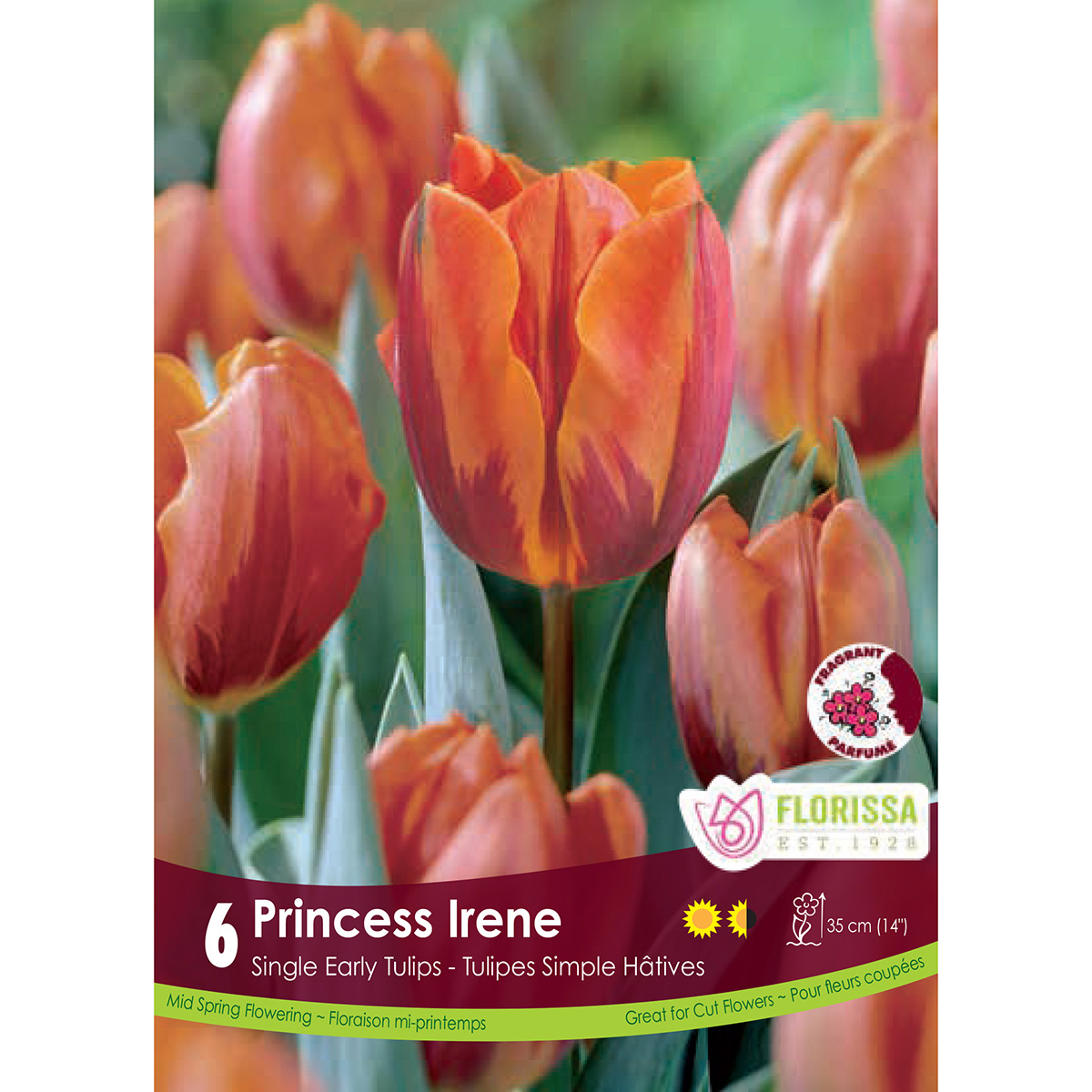 Bulb_tulip_Princess_Irene.jpg