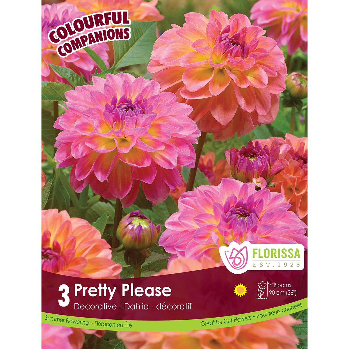 CC Pretty Please.jpg