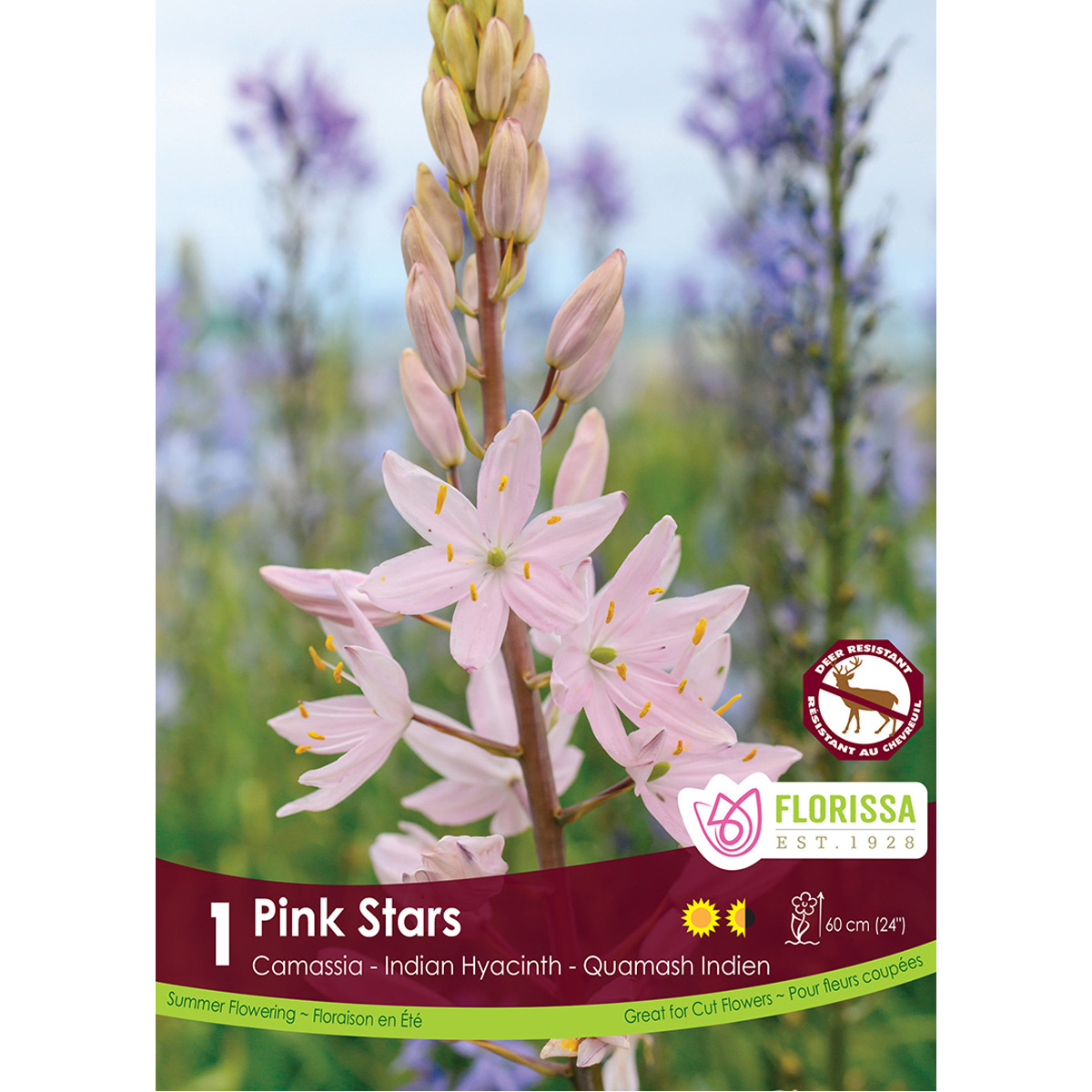 Camassia-PinkStars.jpg
