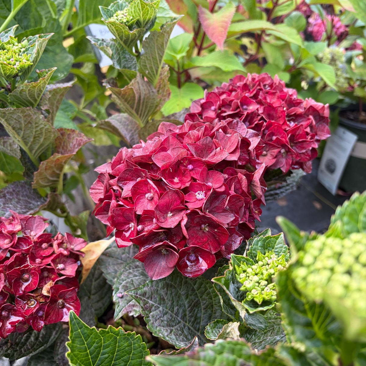 Centennial_Ruby_Hydrangea_1200x1200.jpg