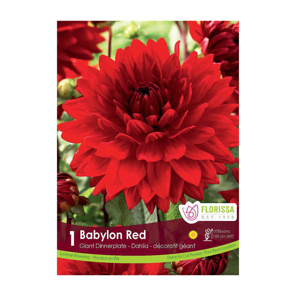 Dahlia_BabylonRed.jpg