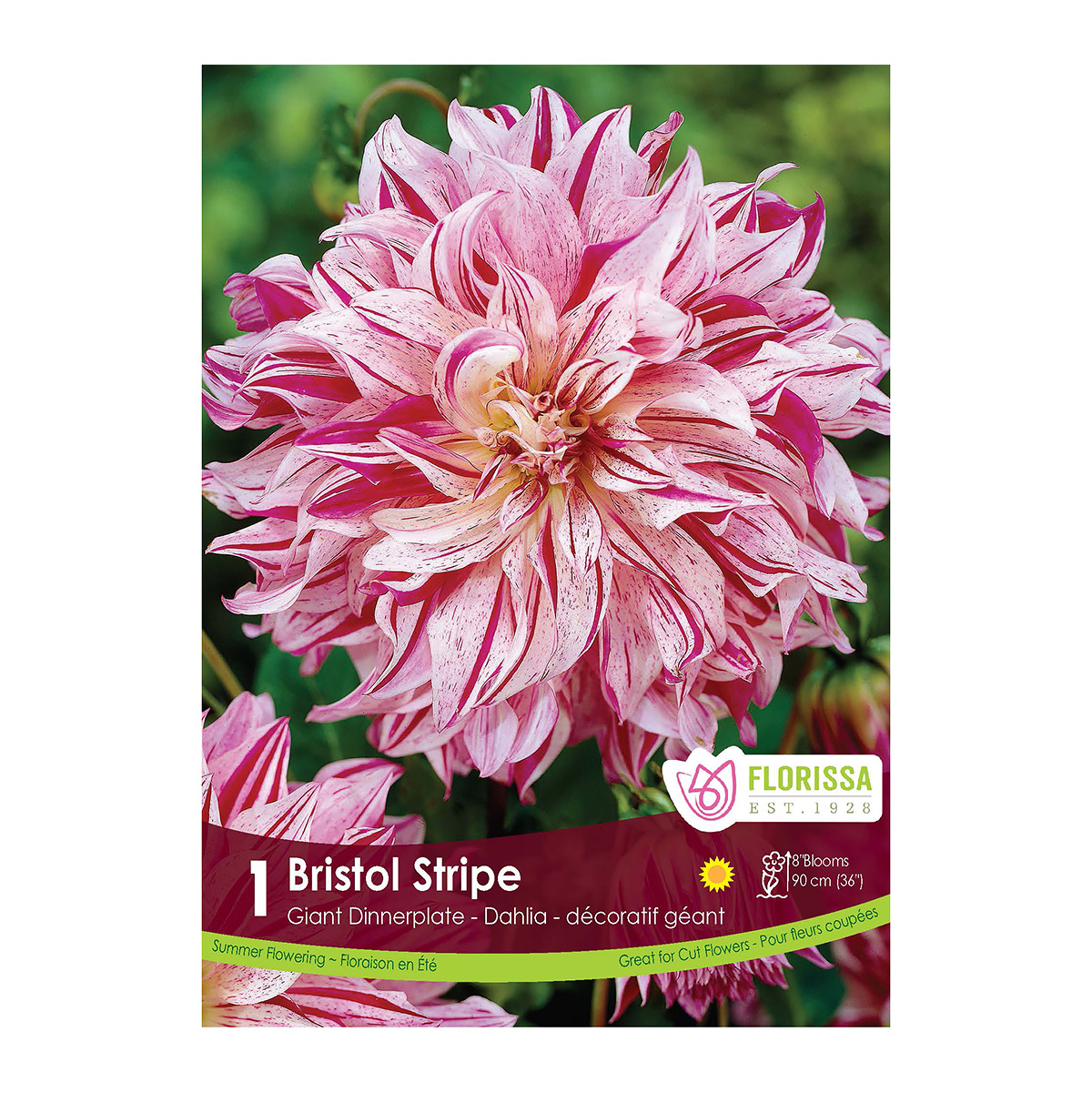 Dahlia_BristolStripe.jpg