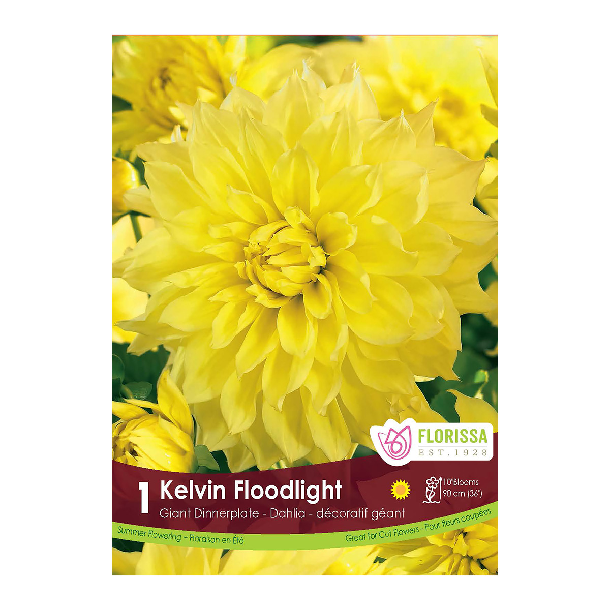 Dahlia_KelvinFloodlight.jpg