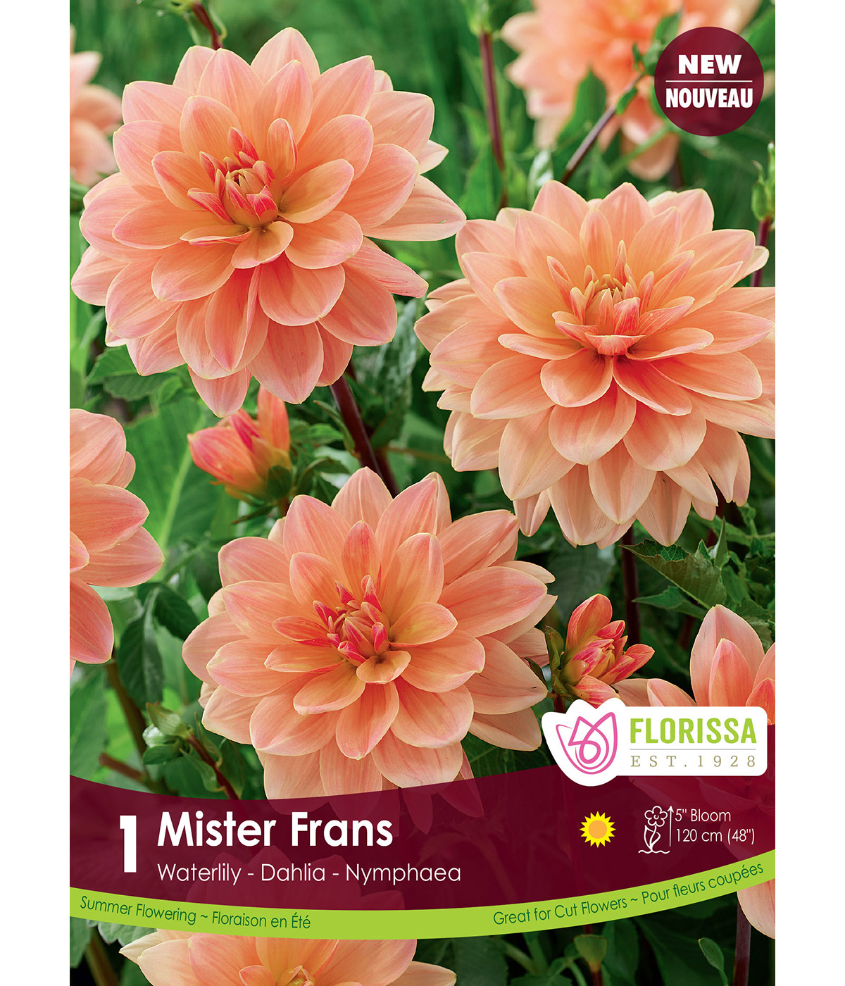 Dahlia_Mister_Frans_vnb.jpg