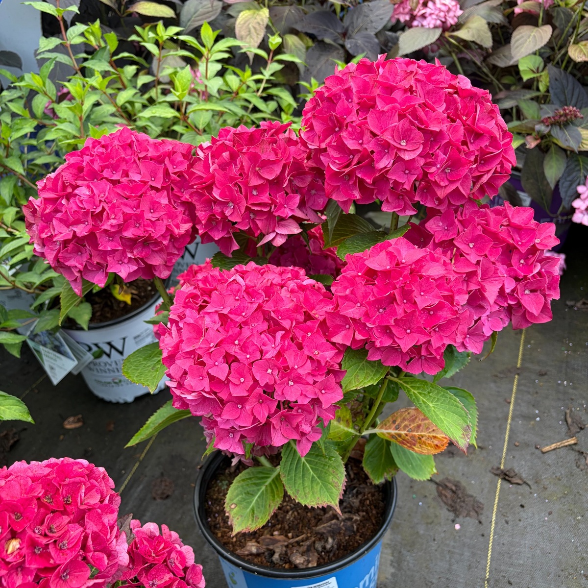 Drama_Queen_Hydrangea_1200x1200.jpg