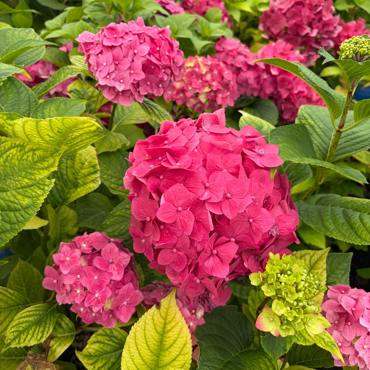 Endless_Summer_Crush_Hydrangea_1200x1200.jpg