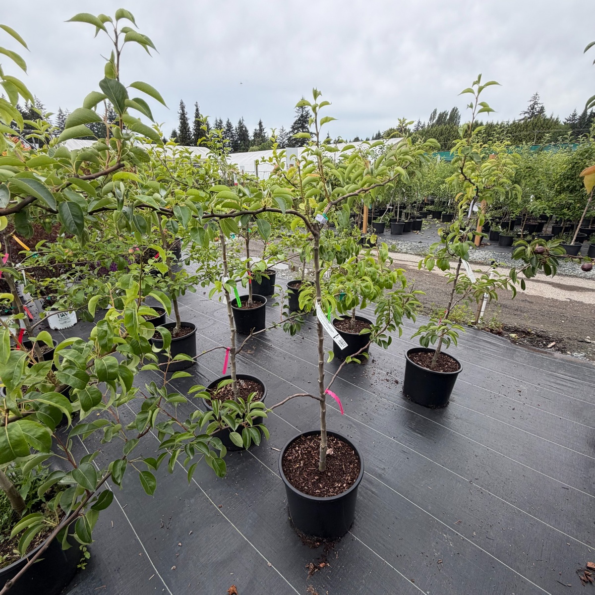 European_Espalier_Pear_1200x1200.jpg