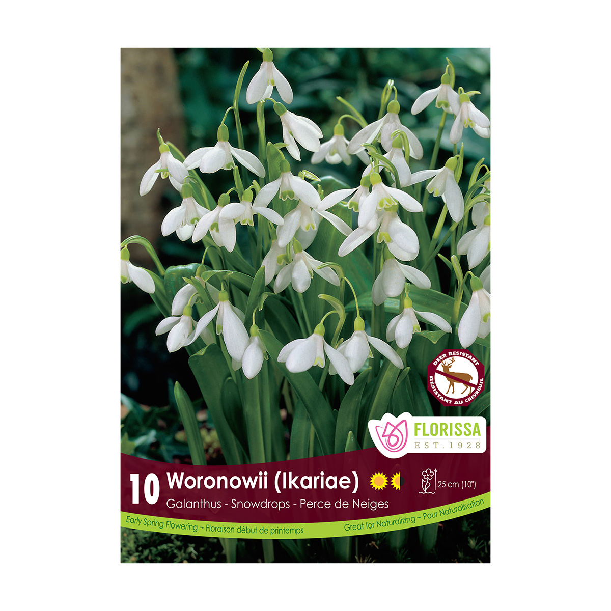 Galanthus_Woronowii.jpg