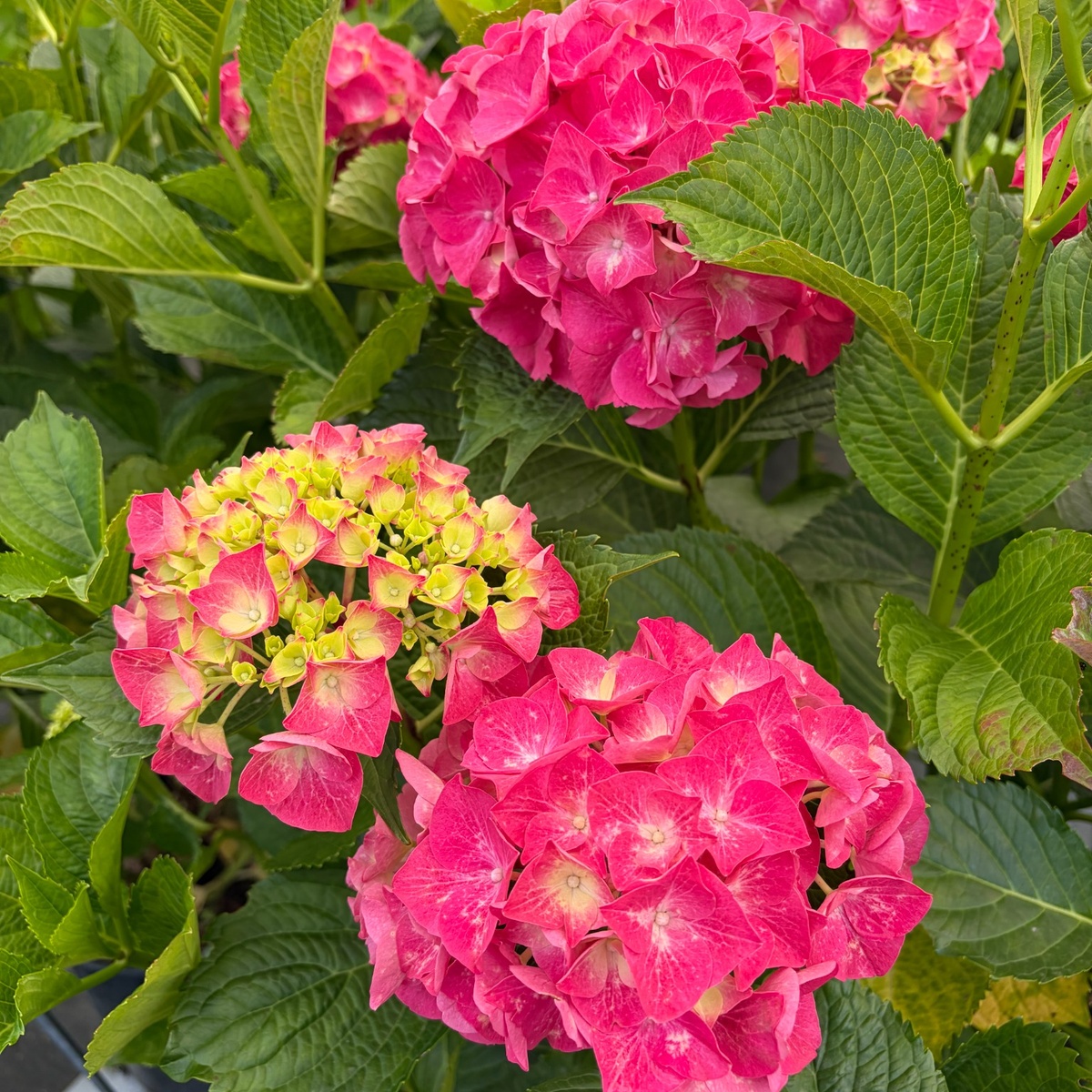 Glam_Embers_Hydrangea_1200x1200_1.jpg