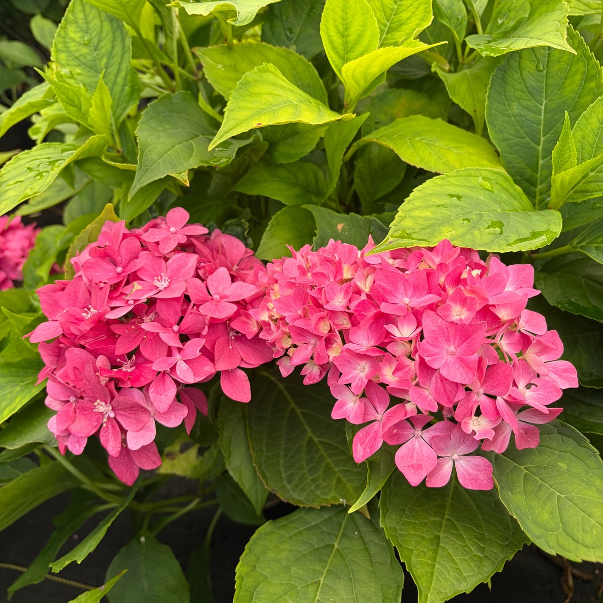 Hornli_Hydrangea_1200x1200.jpg