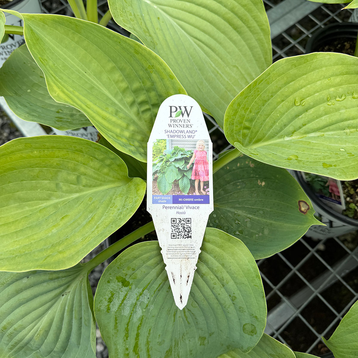 Hosta_EmpressWu.jpg