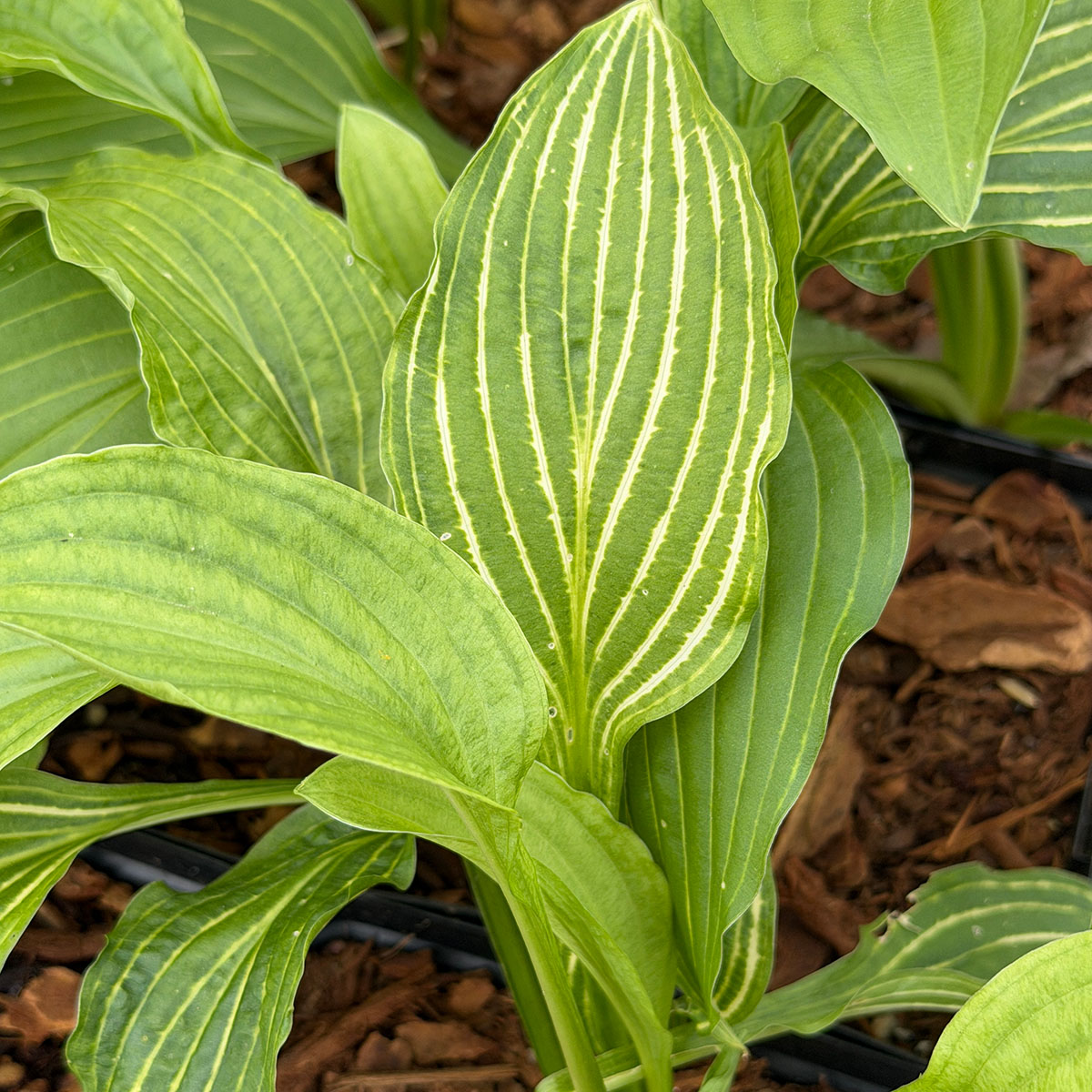 Hosta_SiberianTiger.jpg